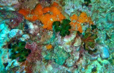 TAJSKA - Morski organizmi  TUBASTREA