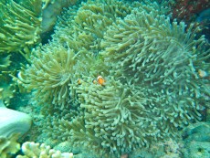 FILIPINI - morski organizmi ANEMONA IN KLOVN