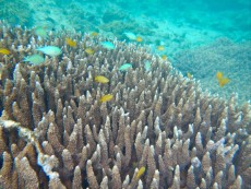 FILIPINI - morski organizmi CHROMIS VIRIDIS FILIPINI