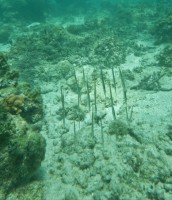 FILIPINI - morski organizmi CUDNE RIBE