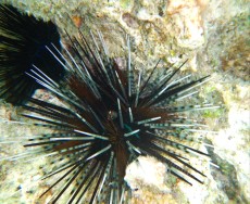 FILIPINI - morski organizmi ECHINOTRIX CALAMARIS