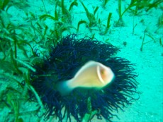 FILIPINI - morski organizmi FRENATUS