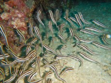 FILIPINI - morski organizmi JATA RIB FILIPINI