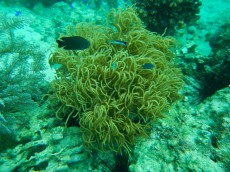 FILIPINI - morski organizmi LABROIDES PANGLAO