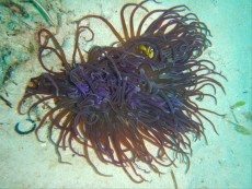 FILIPINI - morski organizmi LILA ANEMONA