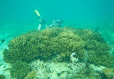 FILIPINI - morski organizmi MEHKE KORALE PANGLAO