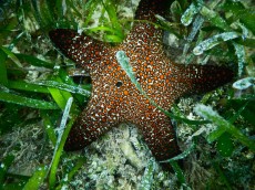 FILIPINI - morski organizmi MORSKA ZVEZDA BORACAY