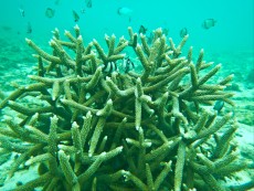 FILIPINI - morski organizmi SNORKLJANJE PANGLAO