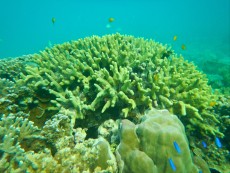 FILIPINI - morski organizmi SPS FILIPINI