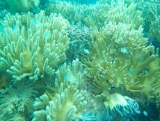 FILIPINI - morski organizmi VELIKE MEHKE KORALE