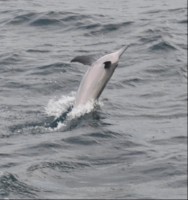 MALDIVI izlet z delfini
