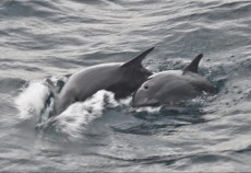 MALDIVI ogled delfinov v naravi