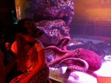 TAJSKA - 2015 hobotnica