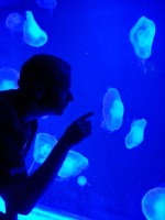 TAJSKA - 2015 meduze