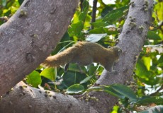 TAJSKA - 2015 tajska veverica