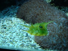 AVSTRIJA box fish