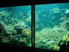 AVSTRIJA velik morski akvarij