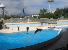 ITALIJA LIGNANO show z delfini