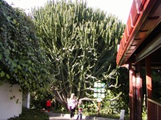 KANARSKI OTOKI BLOG - 2004 NAJVECJI kaktus