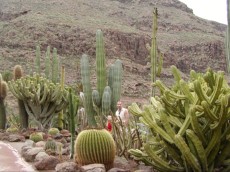 KANARSKI OTOKI BLOG - 2004 NORI kaktusi GRAN CANARIA