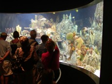 KANARSKI OTOKI BLOG - 2004 ogromni akvarij LORO PARK