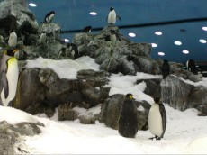 KANARSKI OTOKI BLOG - 2004 pingvini LORO PARK