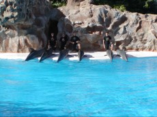 KANARSKI OTOKI BLOG - 2004 sov z delfini