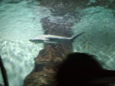 KANARSKI OTOKI BLOG - 2004 tunel akvarij