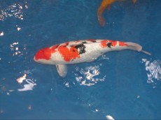 Ribniske ribe koi krap japonski