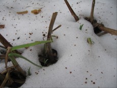 Ribnik v zimskem casu rastline pod snegom