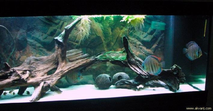SLADKOVODEN AKVARIJ z 3D ozadjem  les za akvarij
