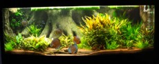 SLADKOVODEN AKVARIJ z 3D ozadjem  CO2 naprava za akvarij 