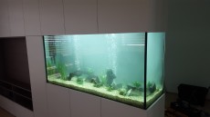 JADRAN - morski organizmi akvarij v steni
