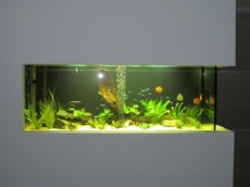 JADRAN - morski organizmi tropski akvarij