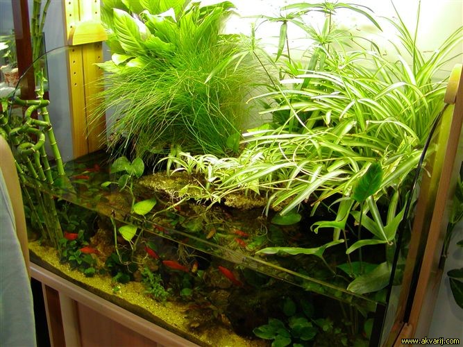 SLADKOVODEN AKVARIJ - domac prostor  PALUDARIUM