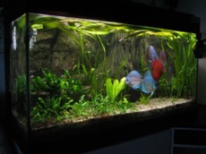 SLADKOVODEN AKVARIJ - domac prostor  3D ozadje za akvarij