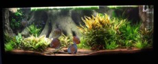 SLADKOVODEN AKVARIJ - domac prostor  CO2 naprava za akvarij 432