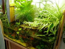 SLADKOVODEN AKVARIJ - domac prostor  PALUDARIUM