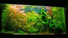 SLADKOVODEN AKVARIJ - domac prostor  akvarij poln rastlin