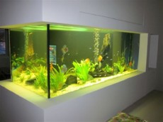 SLADKOVODEN AKVARIJ - domac prostor  akvarij v dnevni sobi