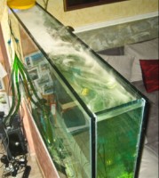 SLADKOVODEN AKVARIJ - domac prostor  akvarij z dimno zaveso - IMG 9044