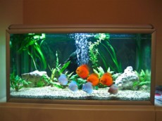 SLADKOVODEN AKVARIJ - domac prostor  discus fish tank