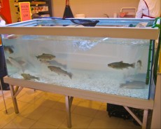 SLADKOVODEN AKVARIJ - javni prostor  akvarij za postrvi