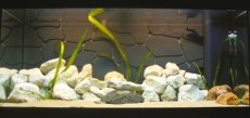 SLADKOVODEN AKVARIJ - ustonose  akvarij primeren za ustonose