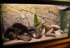 SLADKOVODEN AKVARIJ - ustonose  akvarij pripravljen za ustonose