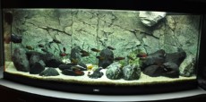 SLADKOVODEN AKVARIJ - ustonose  kamnito ozadje za akvarij