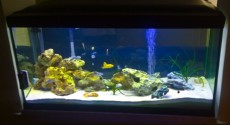 SLADKOVODEN AKVARIJ - ustonose  magnet za akvarij