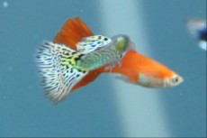 Zivorodke Poecilia reticulata - gupy Zivorodke Poecilia reticulata - gupy