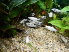 Zivorodke Poecilia sphenops - moly dalmatin Zivorodke Poecilia sphenops - moly dalmatin
