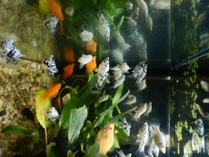Zivorodke Poecilia sphenops - moly pisani Zivorodke Poecilia sphenops - moly pisani